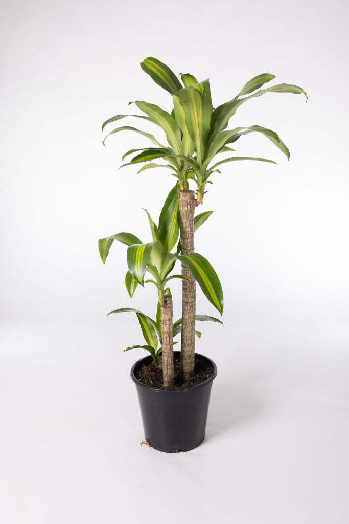 croton plant Croton "Mamey"