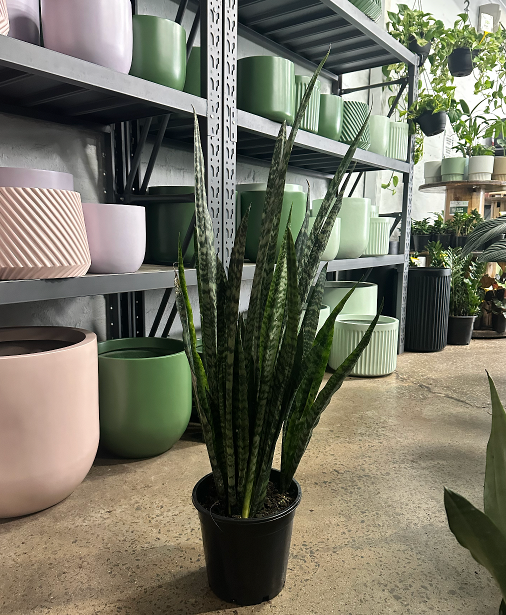 succulents in bulk cheap Bulk Succulent Plants  Watters Garden Center