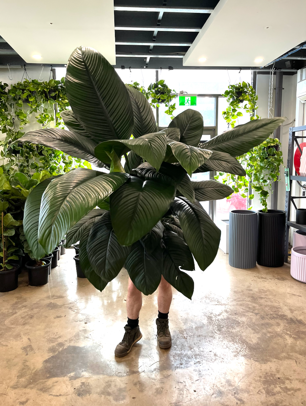 Spathiphyllum Sensation Peace Lily Melbourne | Melbourne Indoor Plants