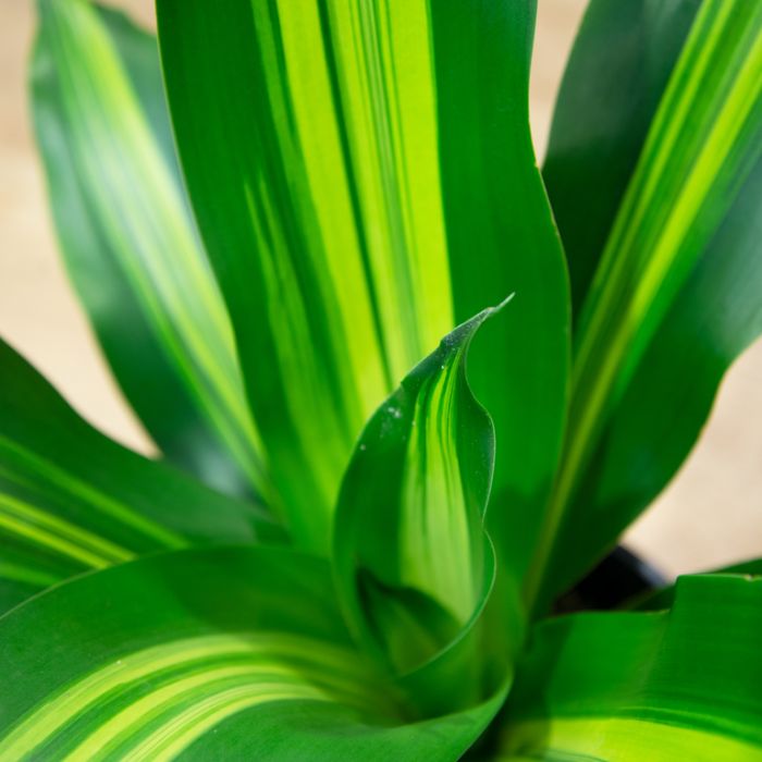 Dracaena Golden Heart | Melbourne Indoor Plants