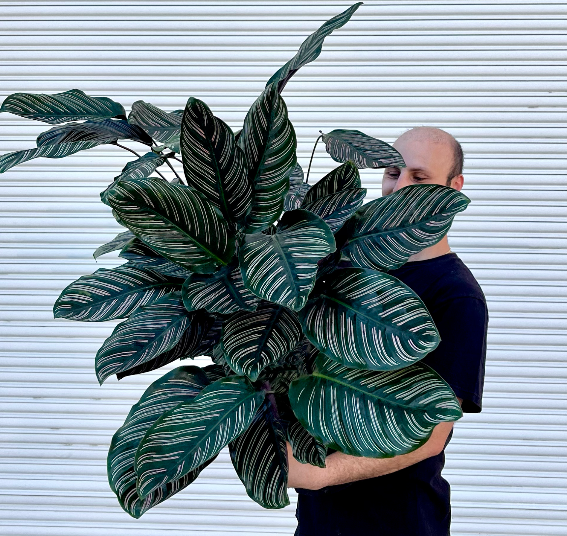 calathea bulb Orbifolia Prayer Plant | Calathea Orbifolia main image 0