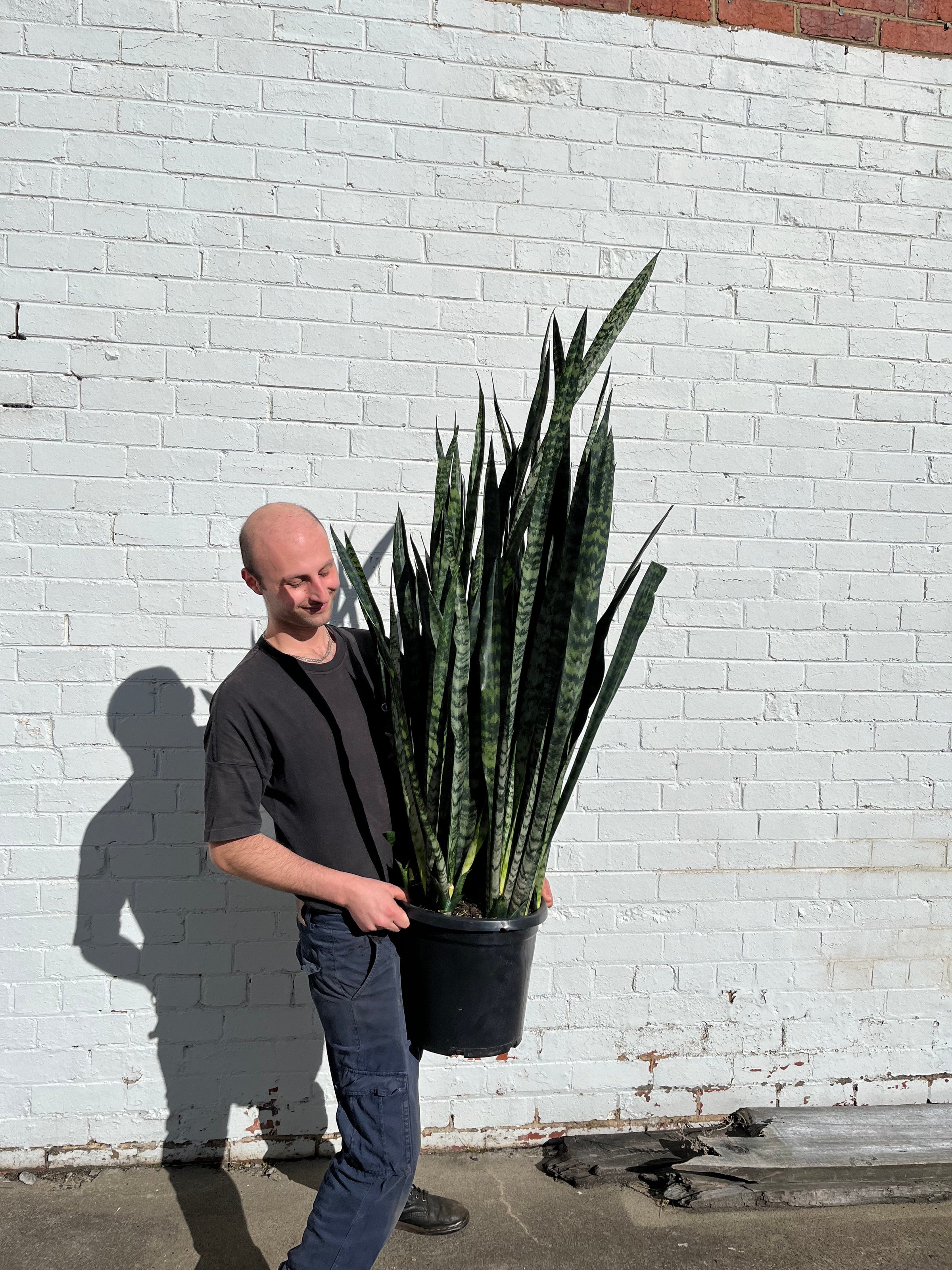 Snake Plant Robusta Melbourne | Melbourne Indoor Plants