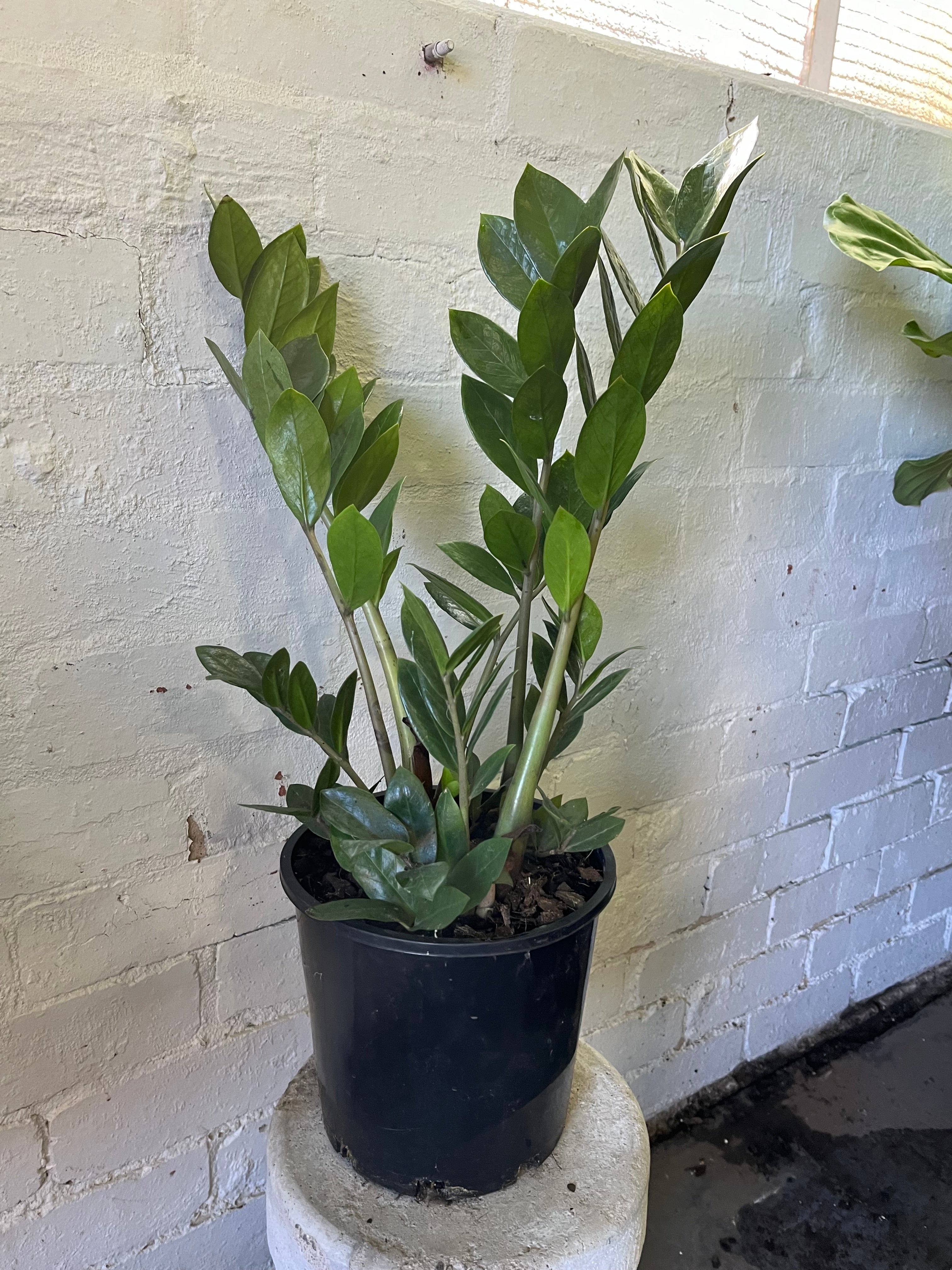 succulent plant in pot Fake Potted Artificial Succulent Plant main image 1