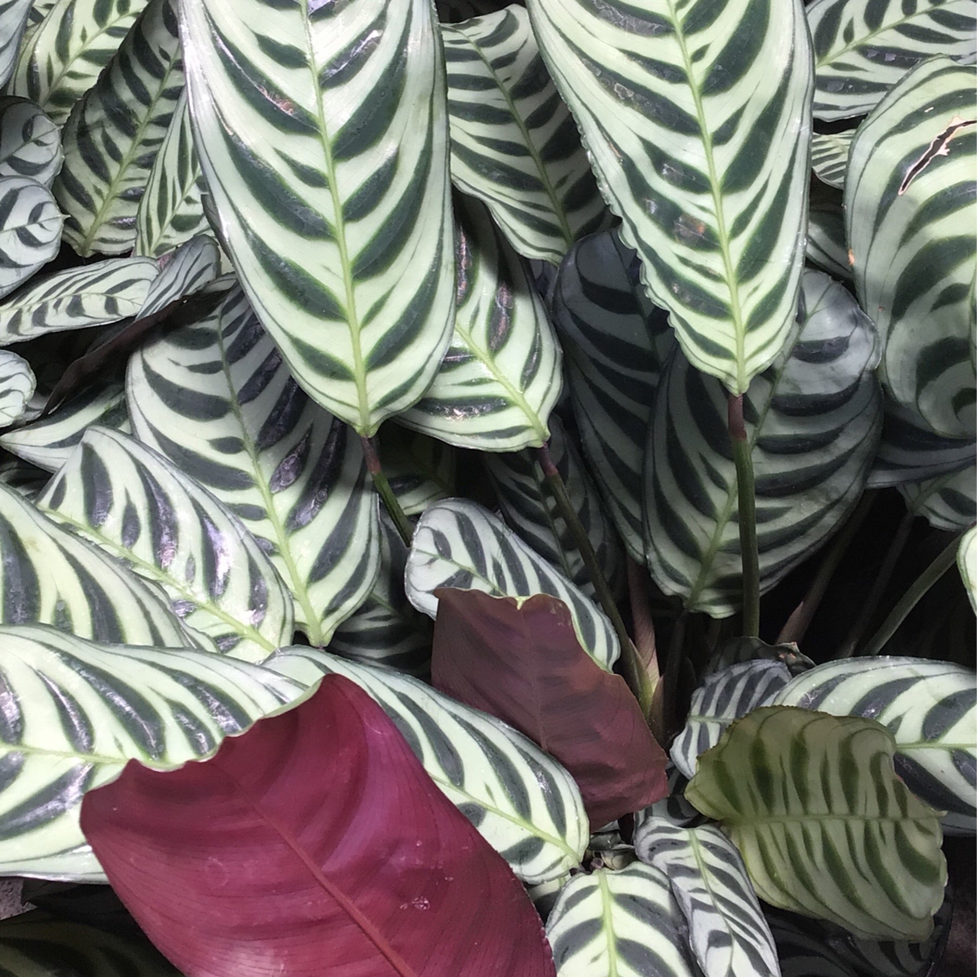calathea kwitnienie Calathea Pink Stripes Ornata Prayer Plants main image 1