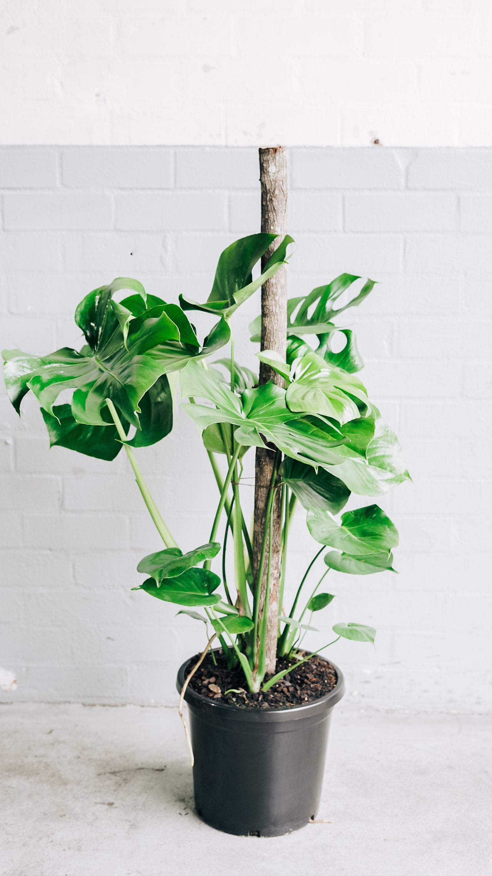 money tree lakewood Money Tree main image 0