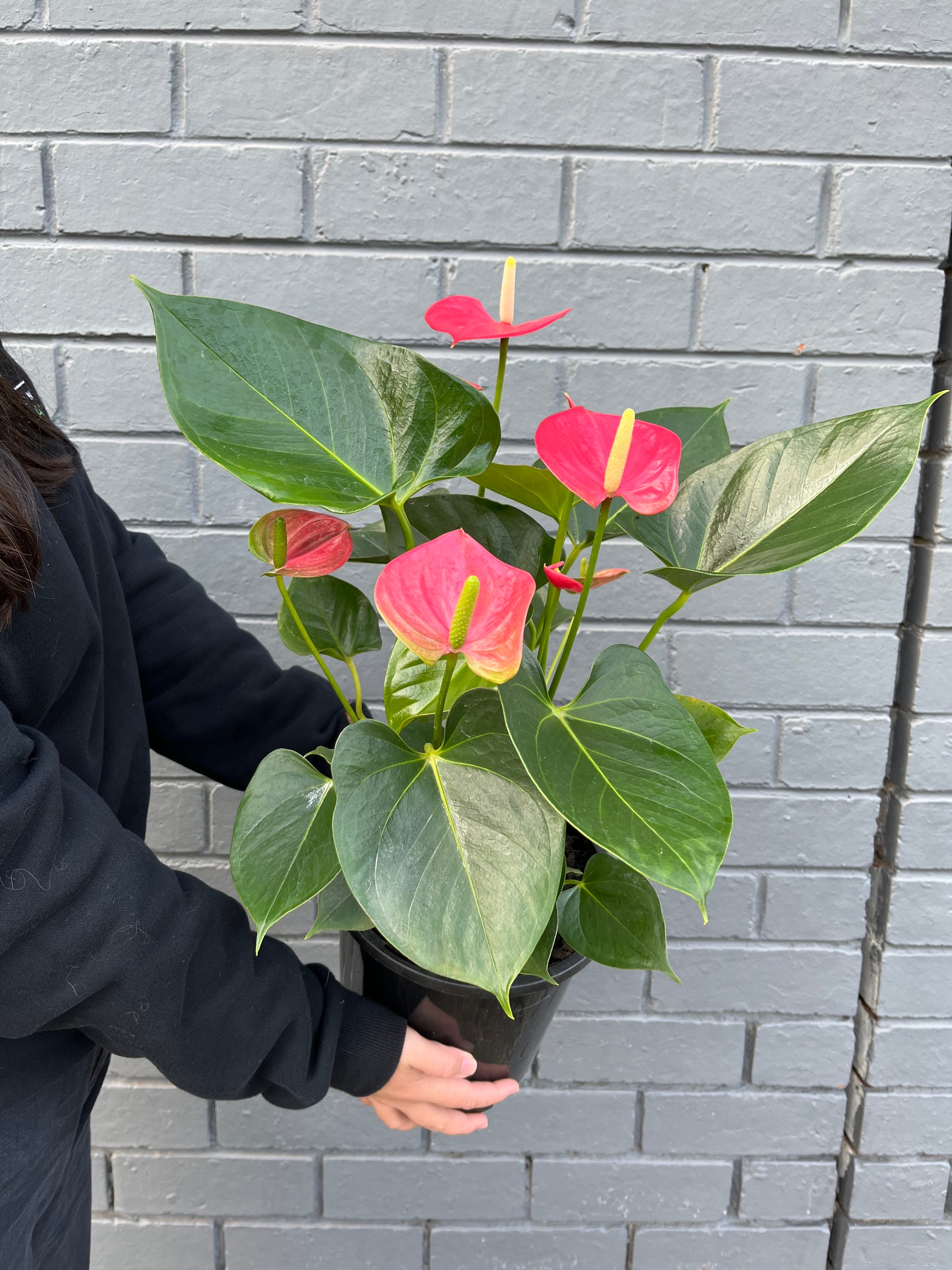 real fiddle leaf fig plant Fiddle Leaf Fig