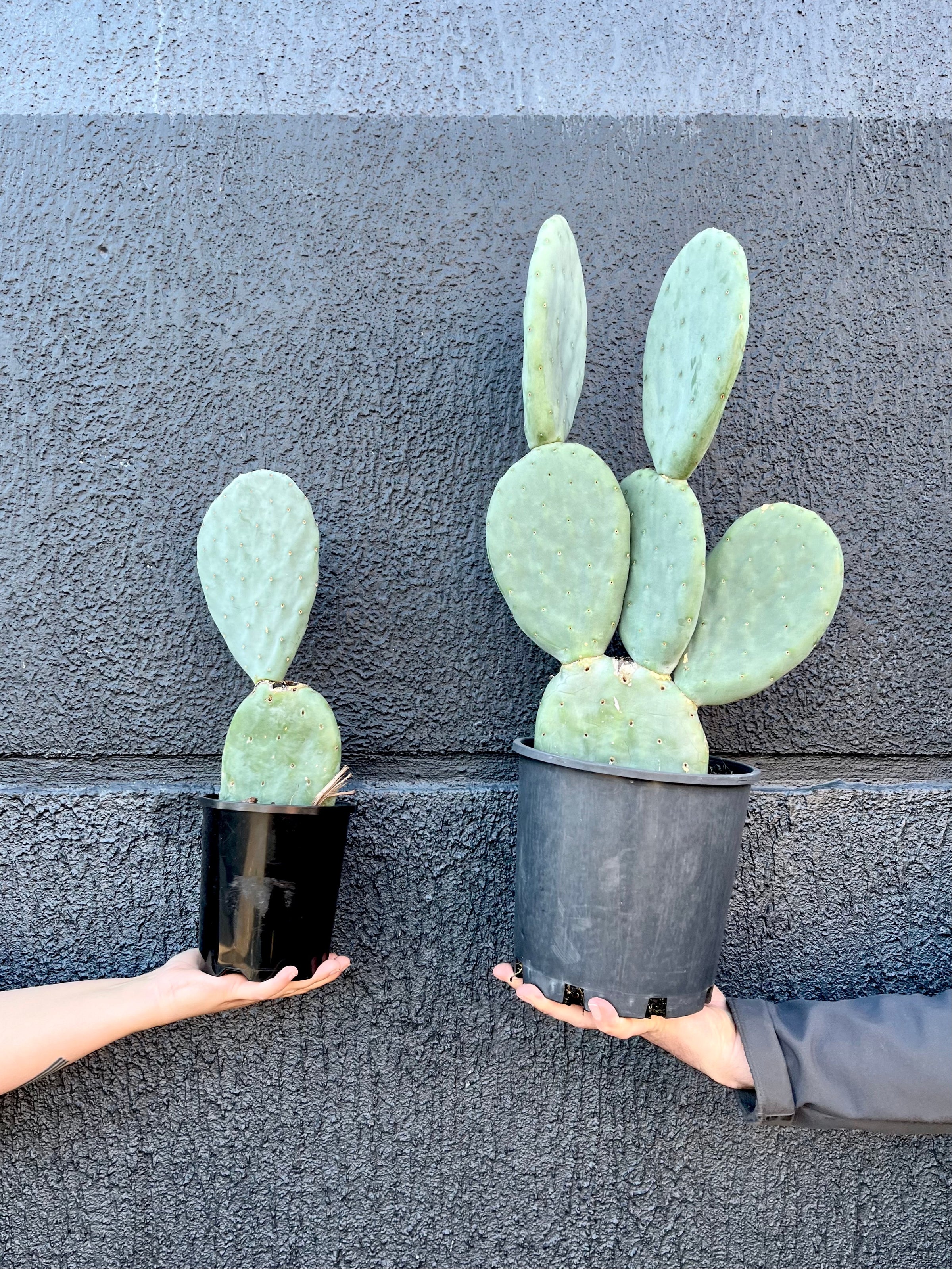 Opuntia Burbank- Bunny Ear Cactus | Melbourne Indoor Plants