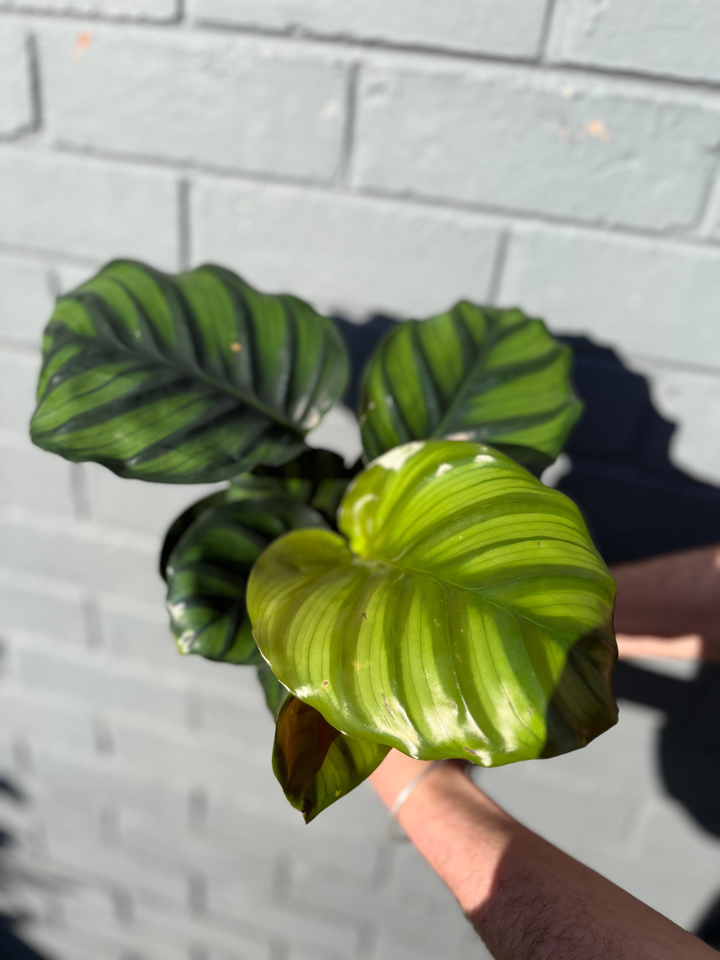Calathea Rotundifolia | Melbourne Indoor Plants