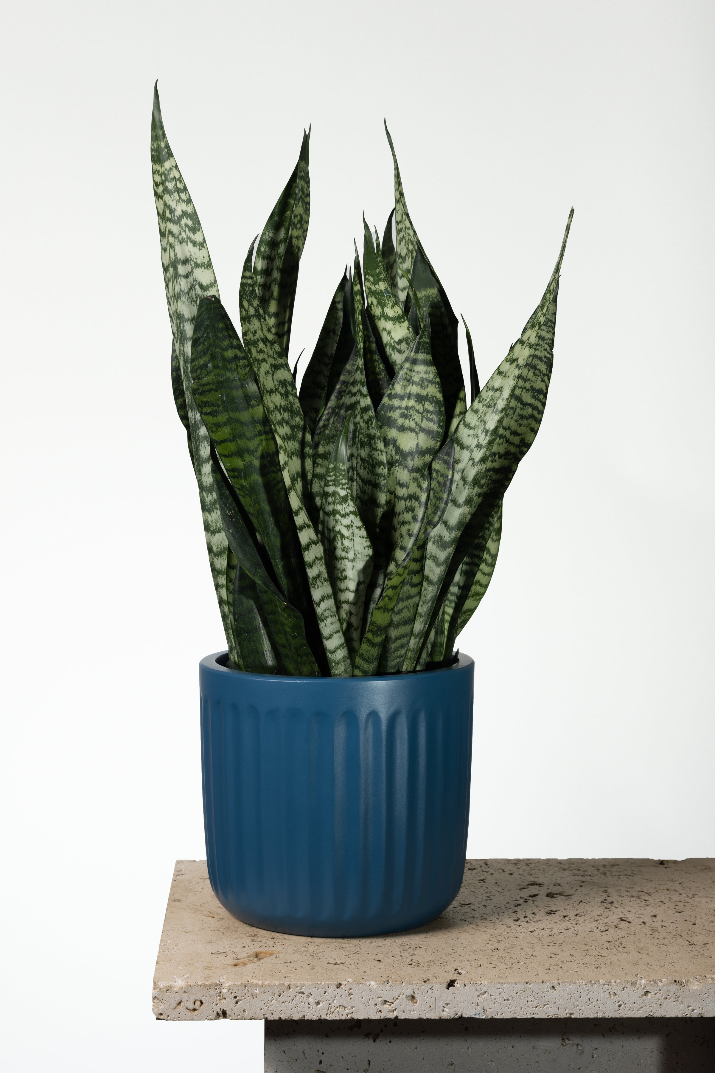 Snake Plant Robusta Melbourne | Melbourne Indoor Plants
