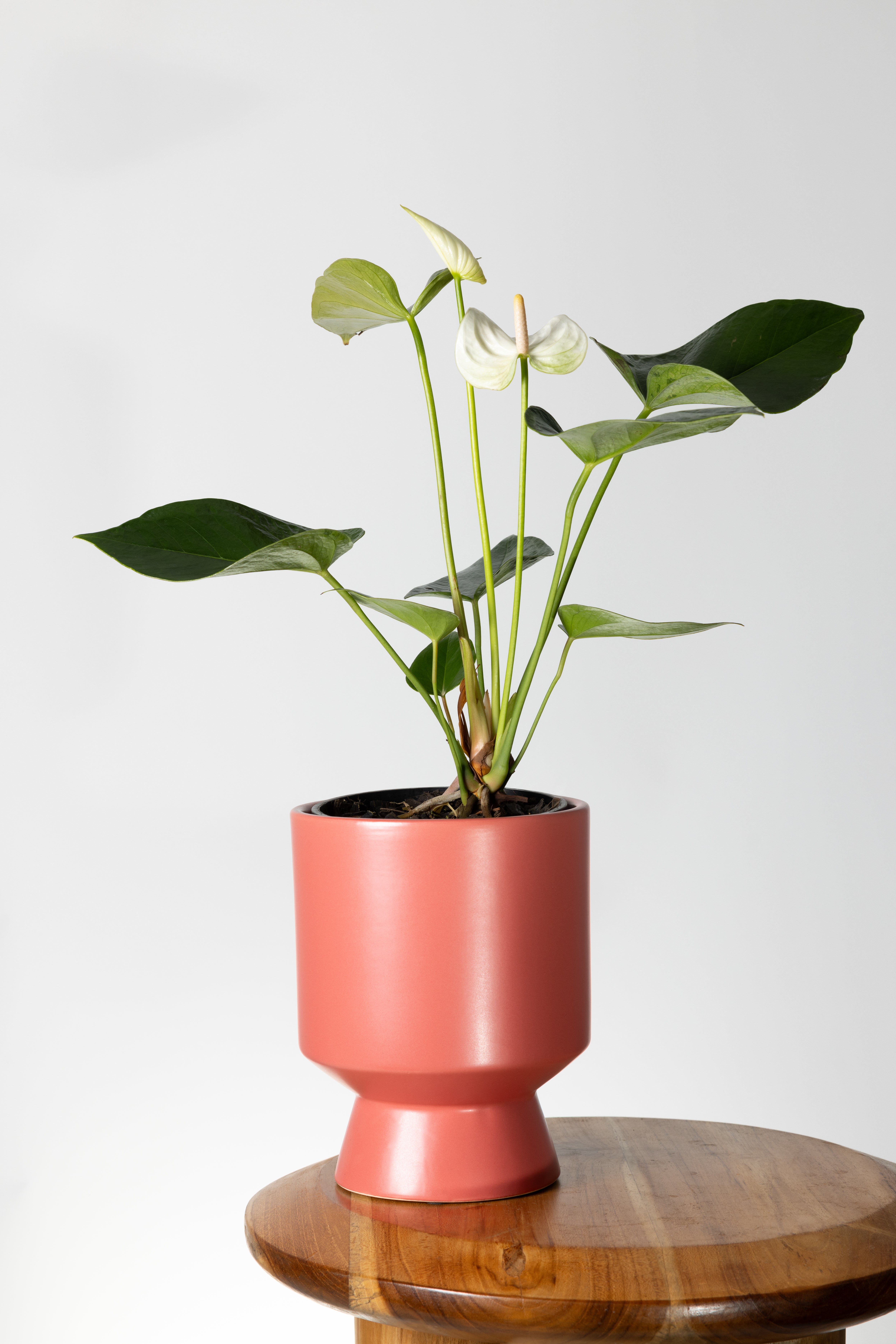 Anthurium White Winner | Melbourne Indoor Plants