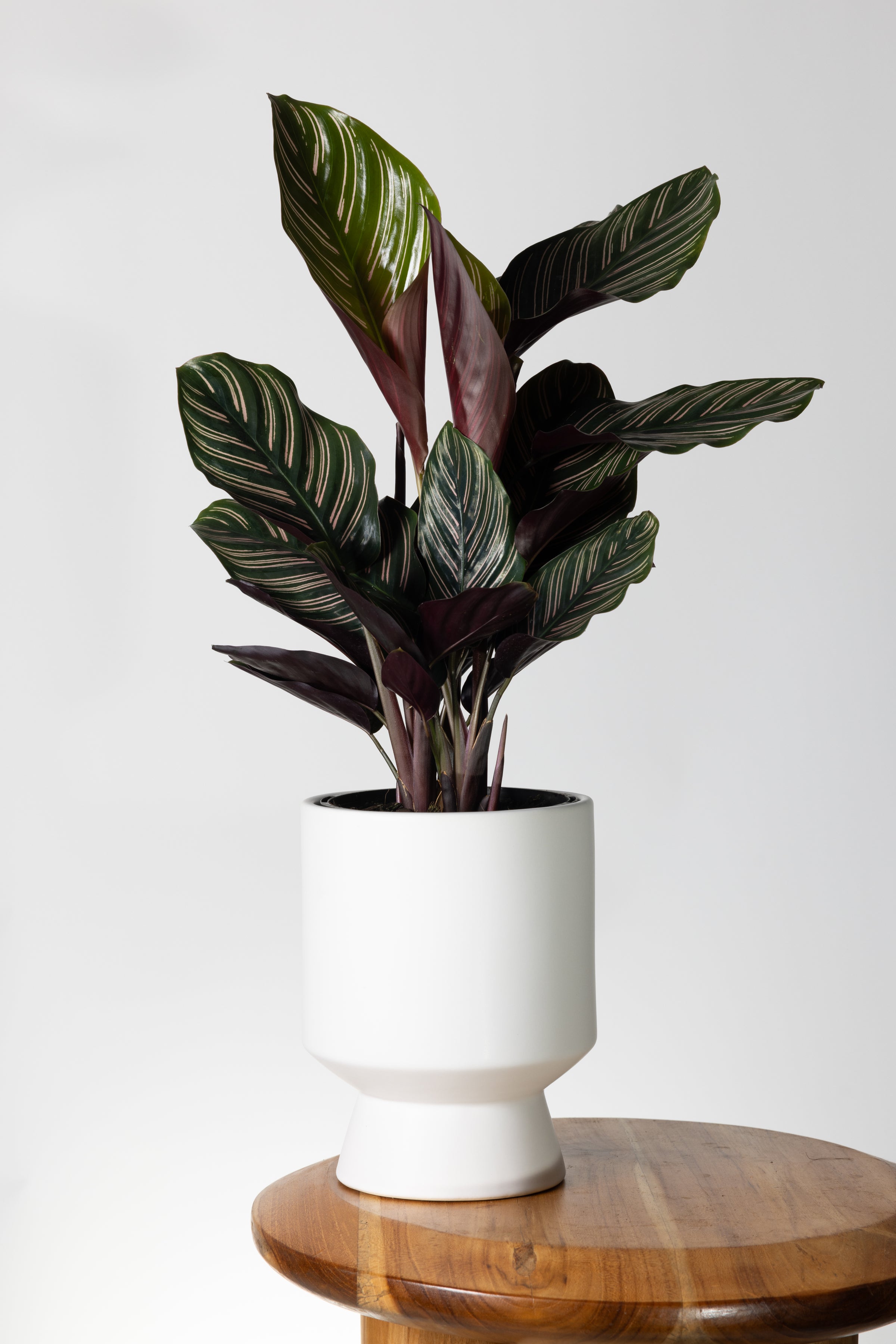 Calathea Pinstripe | Melbourne Indoor Plants