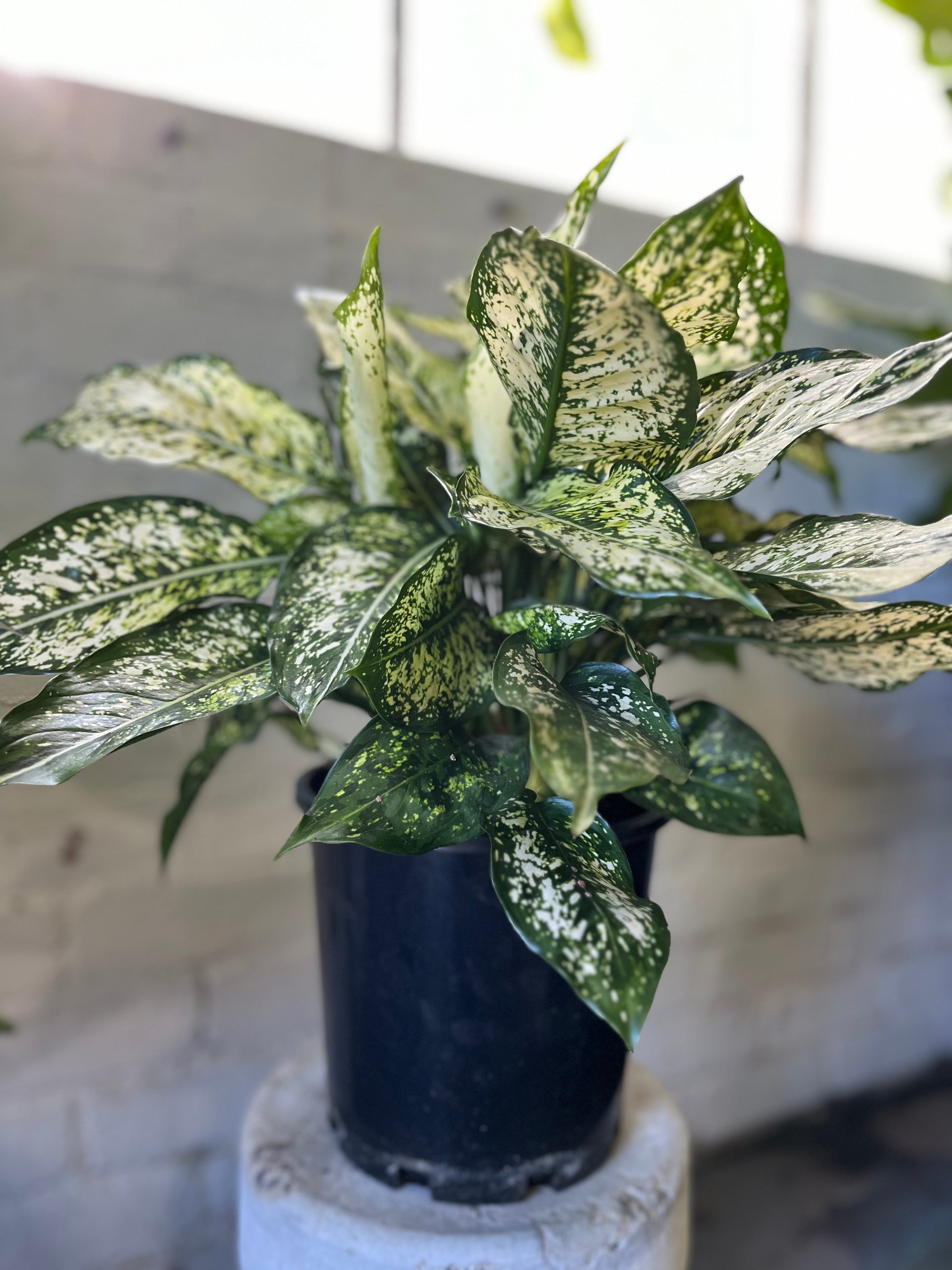 hardy plants for indoors Hardy Houseplants Duo, Small/Medium in Black | Grant