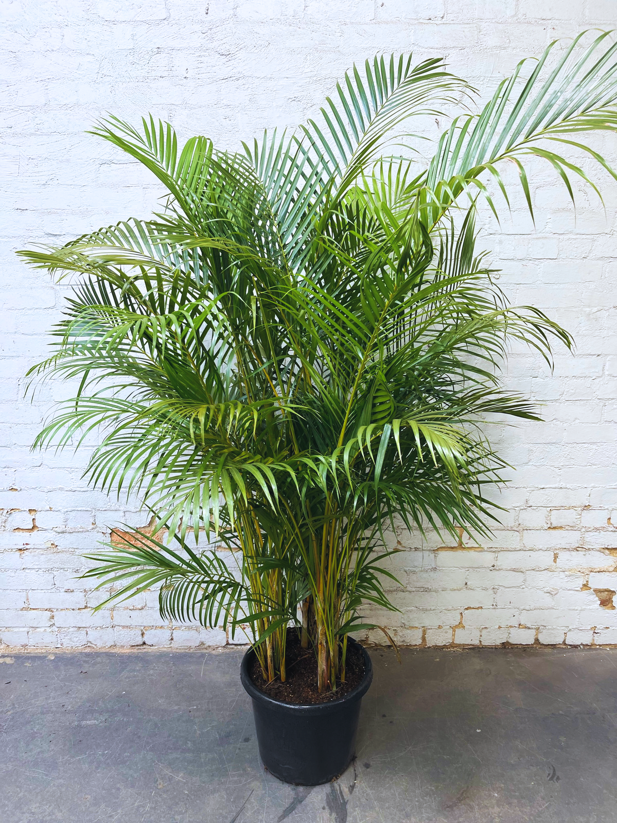 Golden sales cane palm