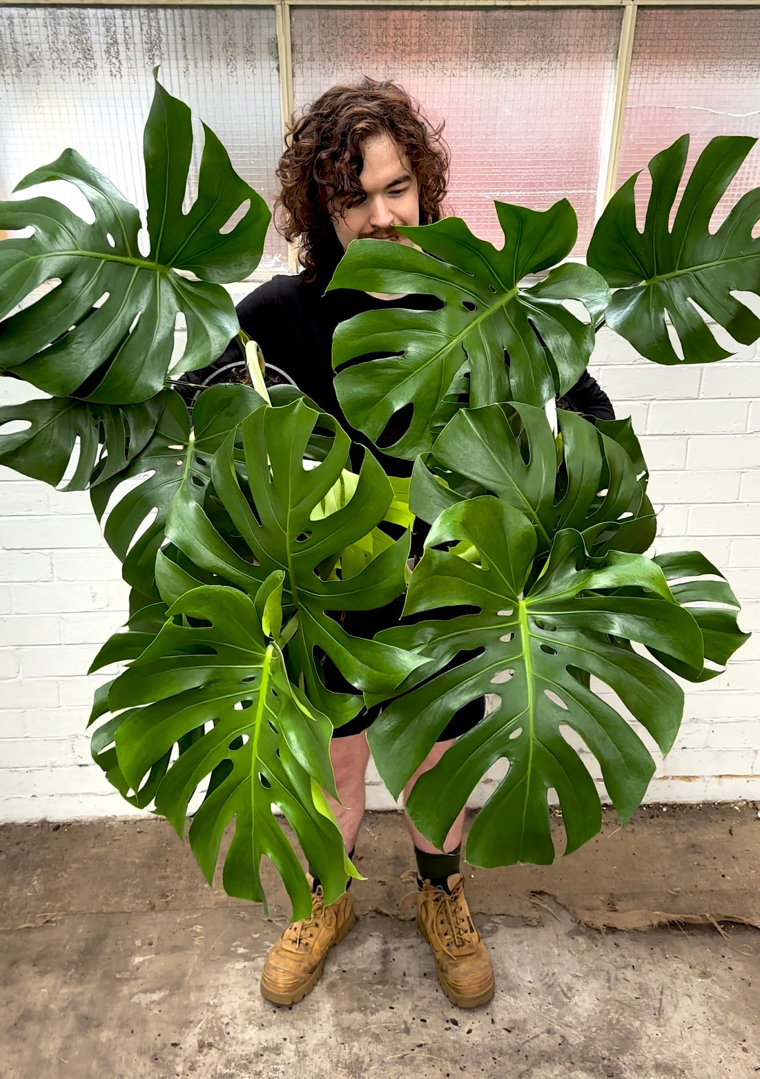 Monstera Deliciosa Melbourne Indoor Plants