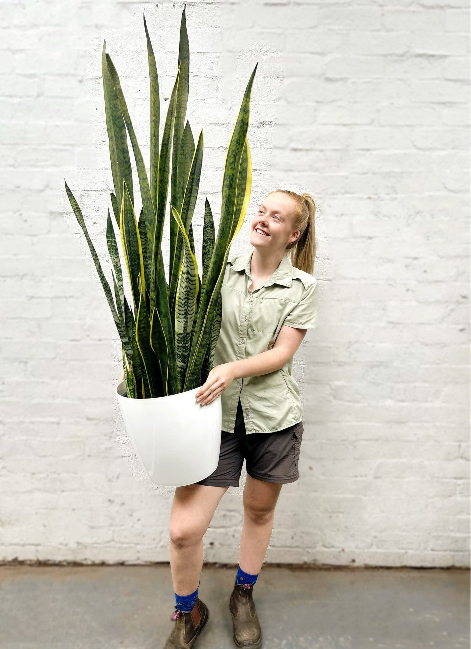 Snake Plant Superba | Melbourne Indoor Plants