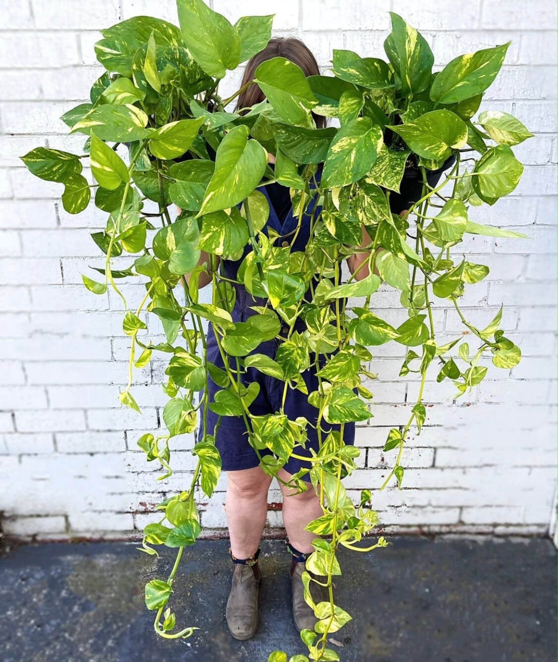 Devil's Ivy Melbourne Indoor Plants