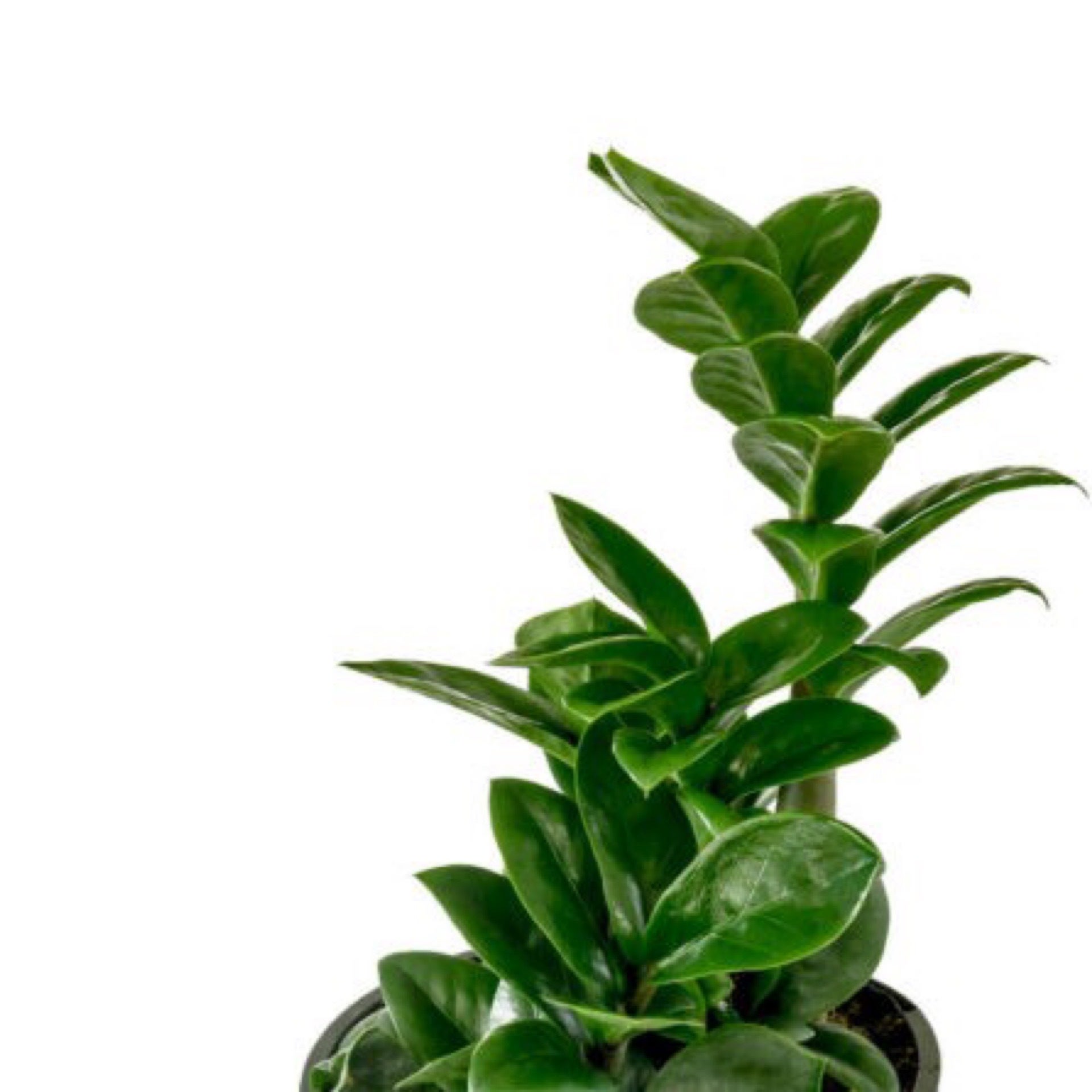 Zenzii 2025 wholesale prices