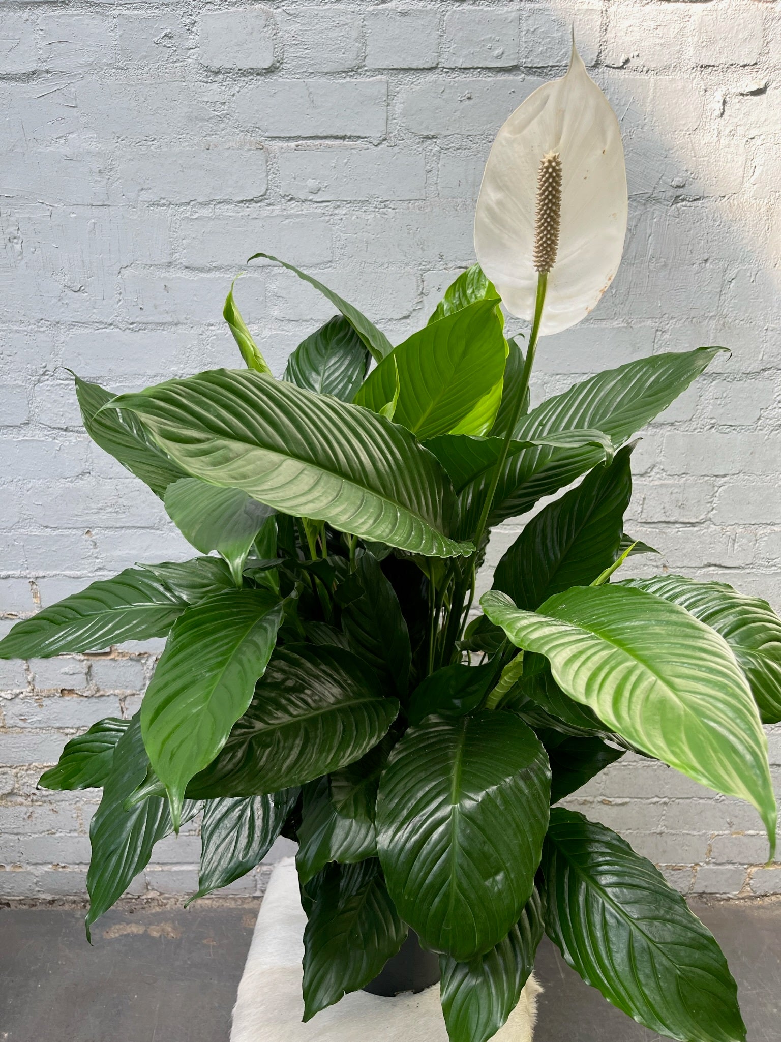 Peace cheap lily price