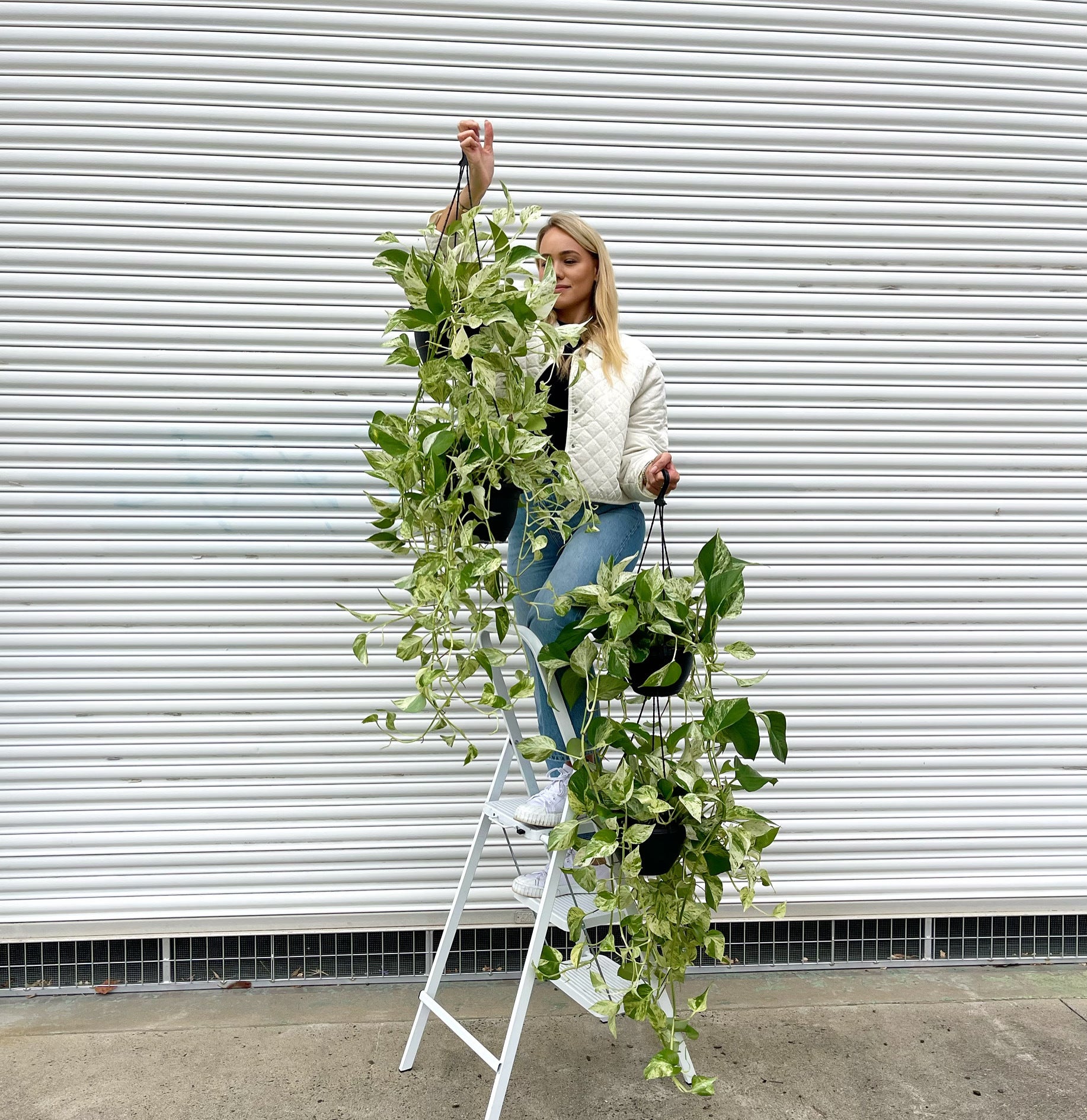 Devil's Ivy Marble Queen