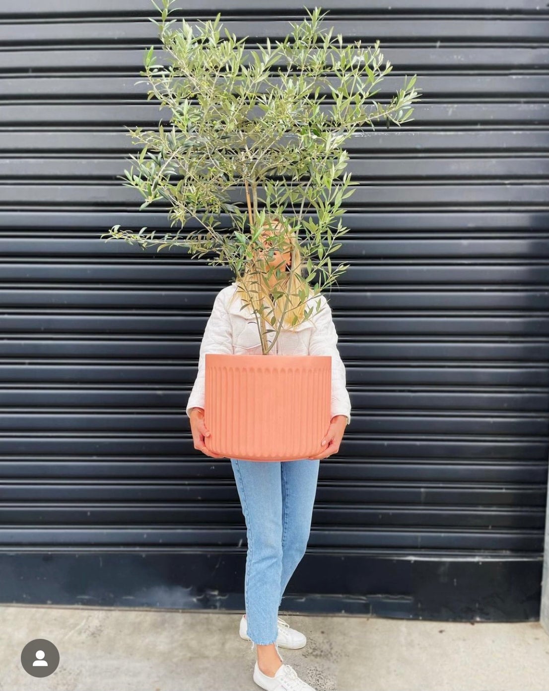 Olive Tree Melbourne Indoor Plants